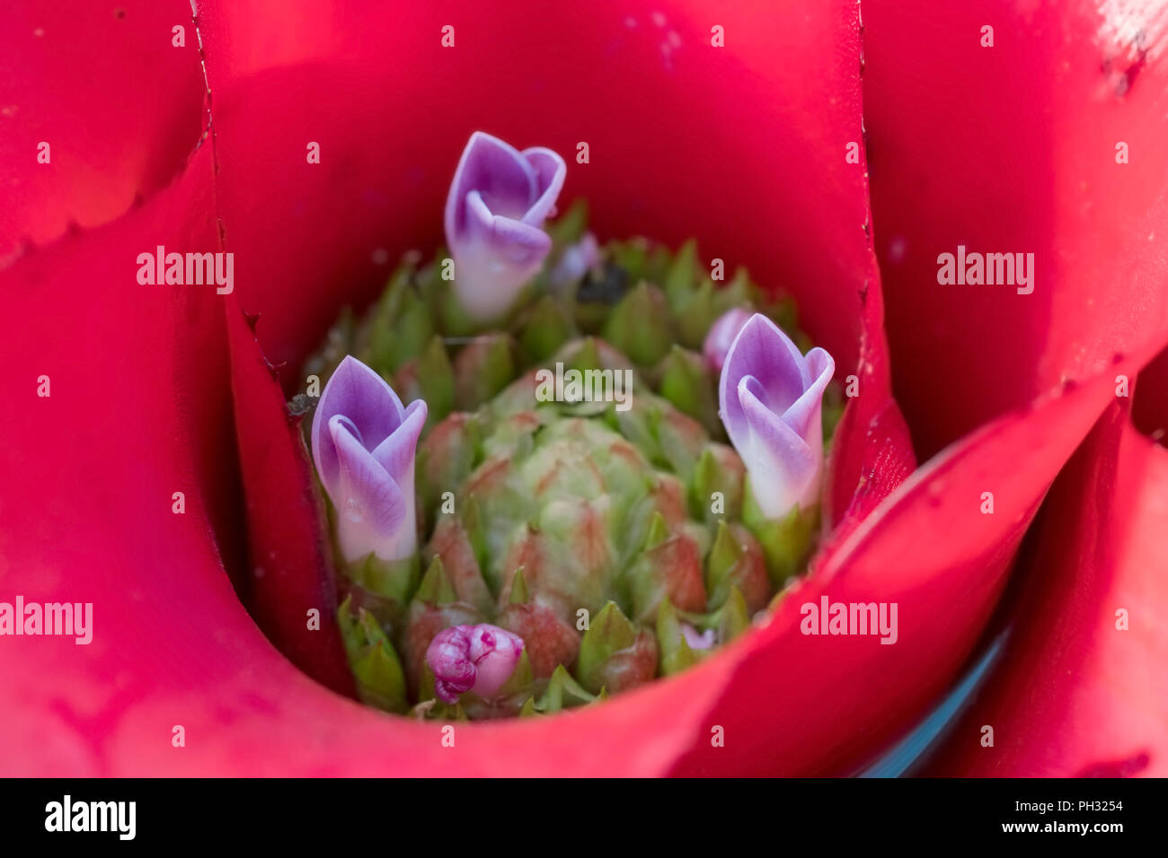 Close-up shot of a Bromeliad Flower Stock Photo