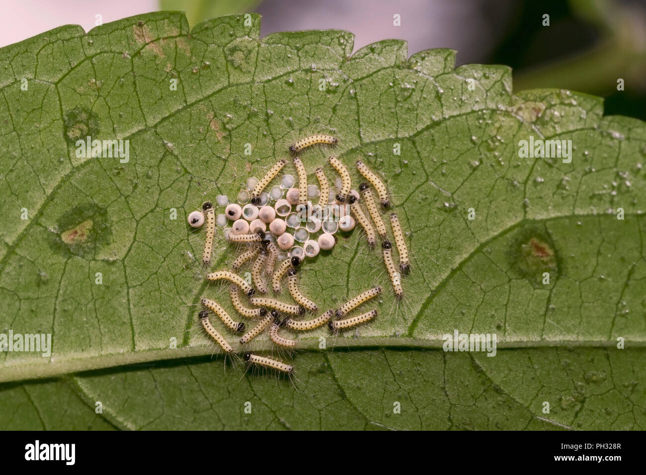 Caterpillars eggs hires stock photography and images Alamy