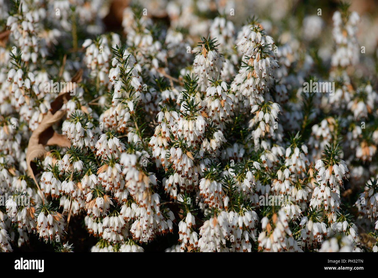 Erica carnea alba Springwood White Stock Photo