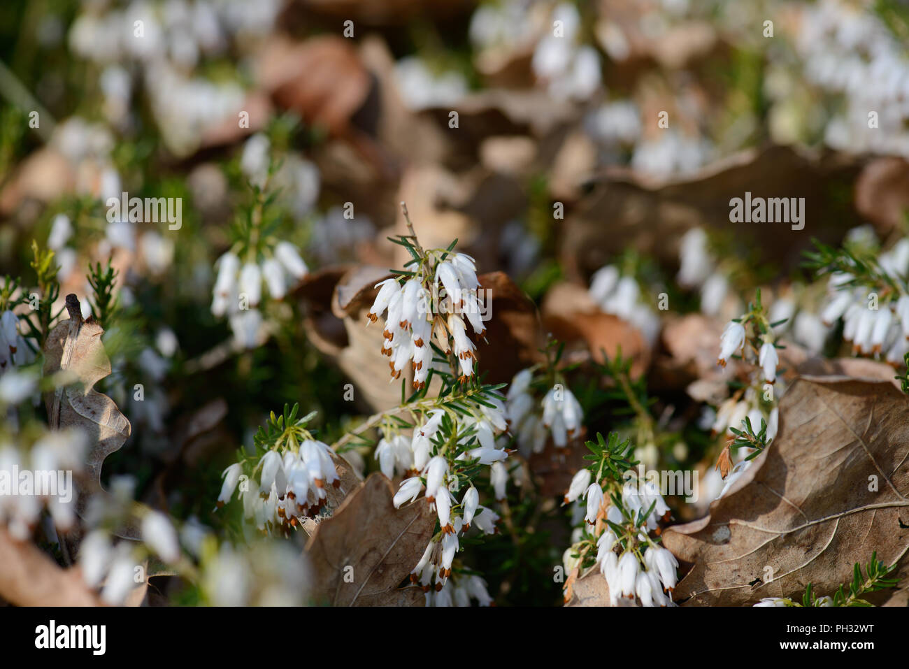 Erica carnea alba Springwood White Stock Photo