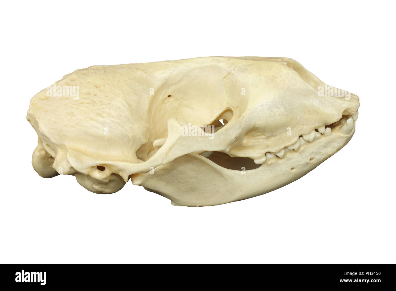 Harbour Seal Phoca vitulina Skull Stock Photo