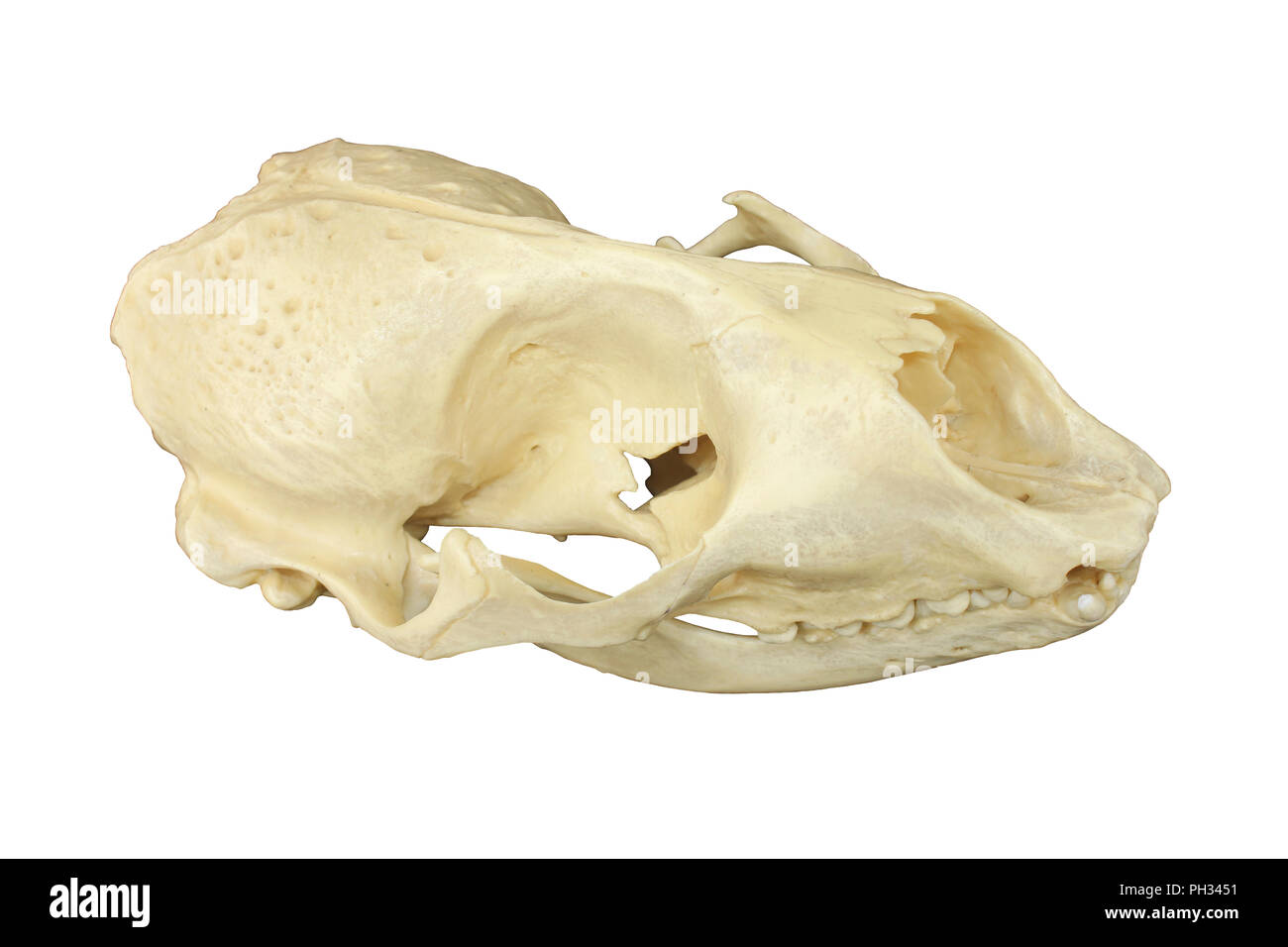 Harbour Seal Phoca vitulina Skull Stock Photo