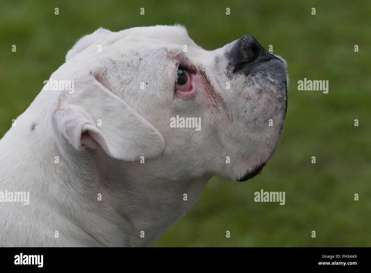 White Boxer Dog Portrait Stock Photo