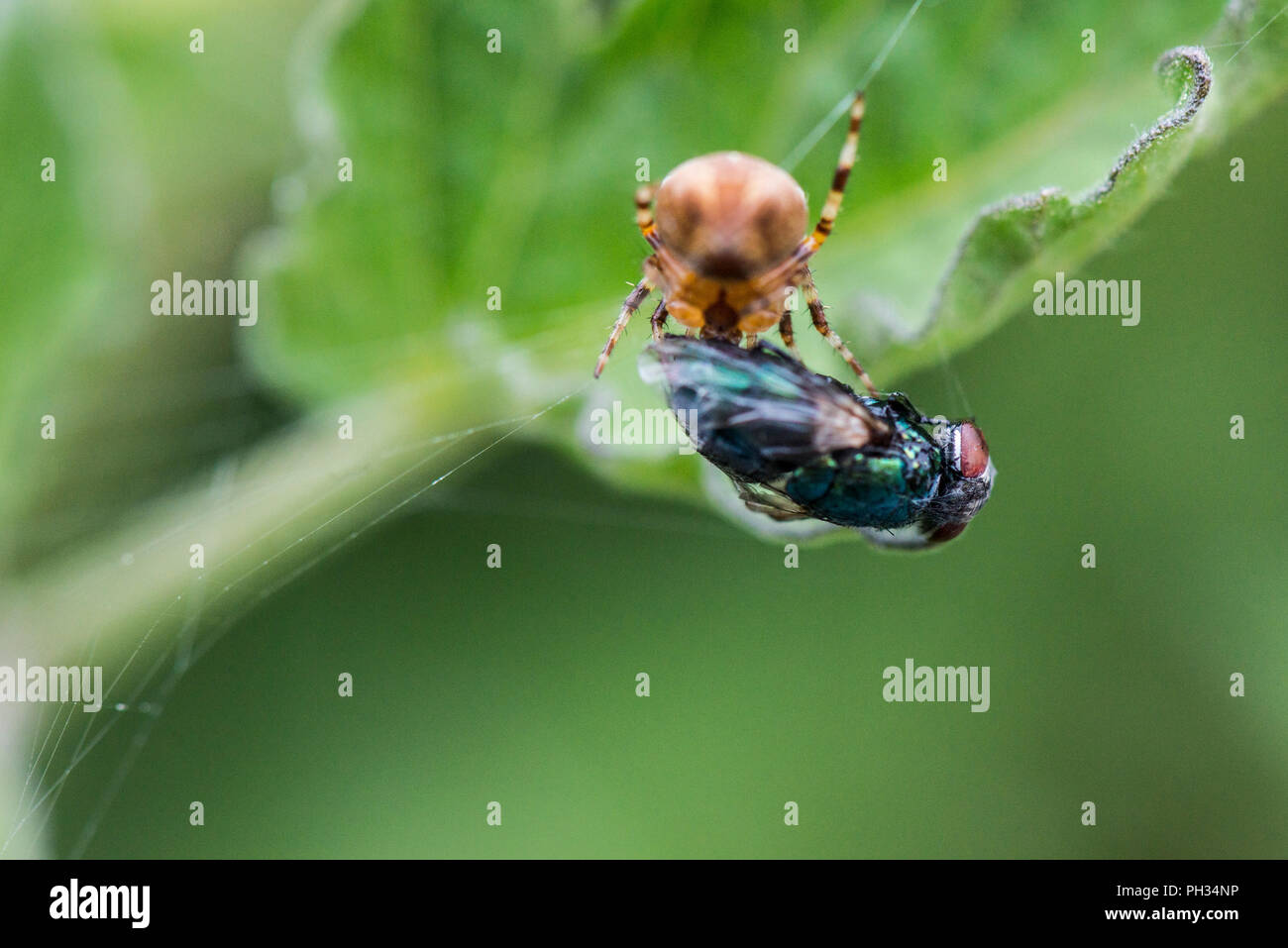A garden spider (Araneus diadematus) feeding on a fly caught in its web ...
