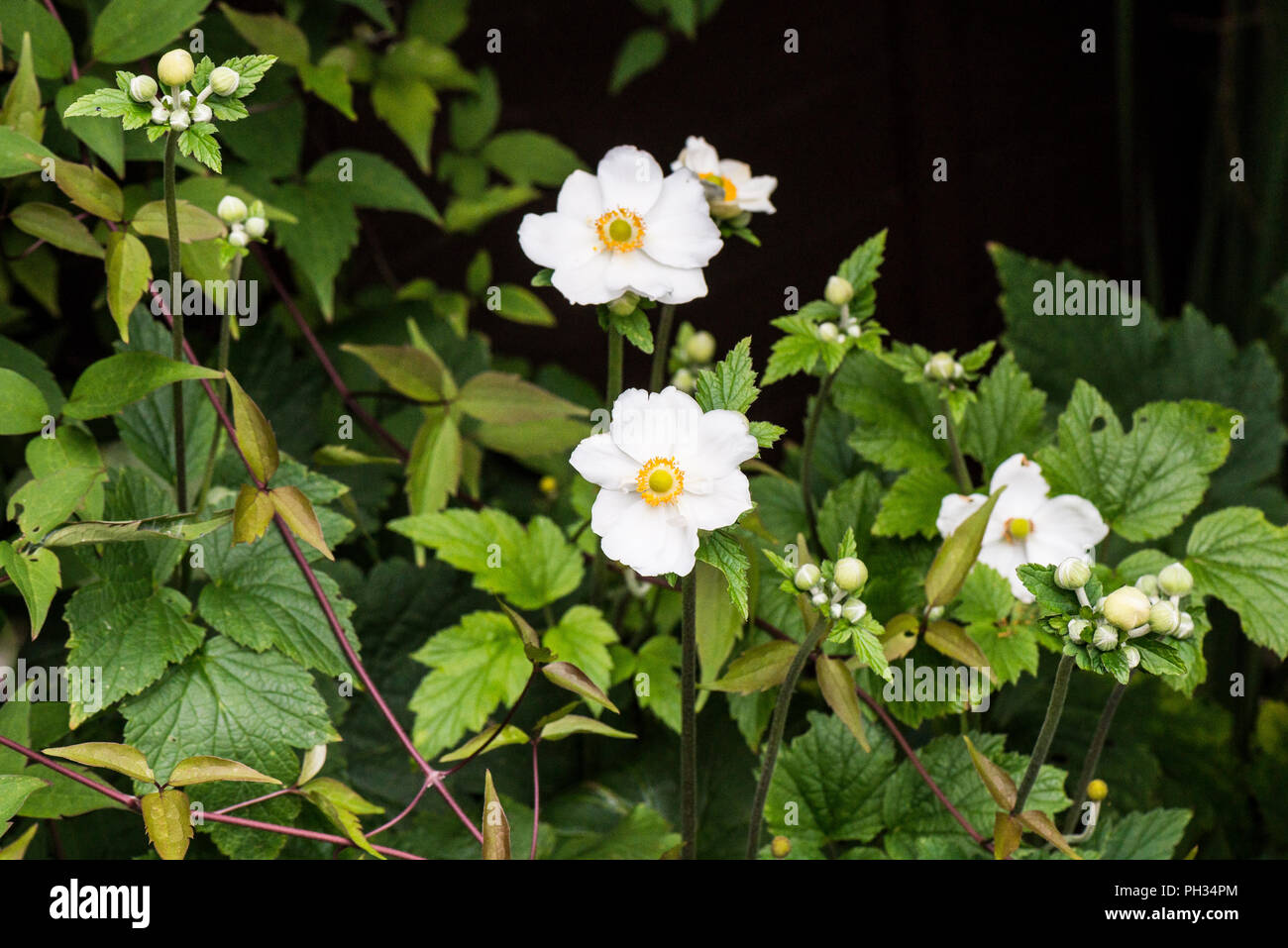White Japanese anemones (Anemone hupehensis) Stock Photo