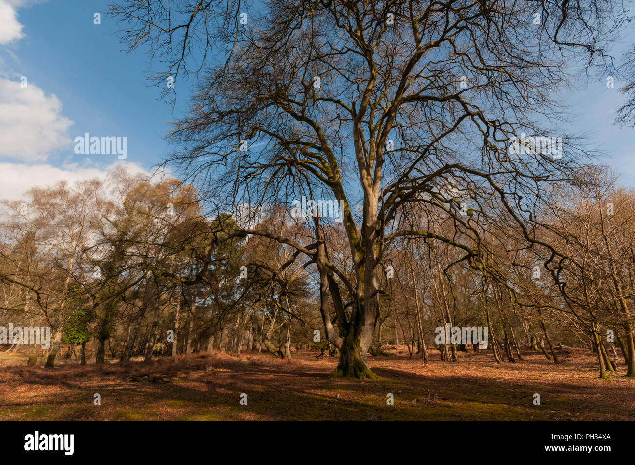 New forest tourist attraction hi-res stock photography and images - Alamy