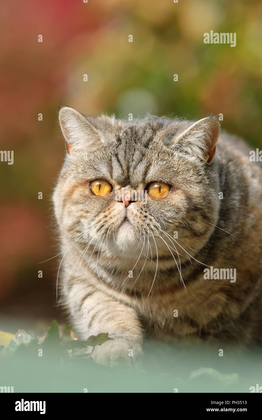 Short haired persian hi-res stock photography and images - Alamy Short haired persian hi-res stock photography and images - Alamy