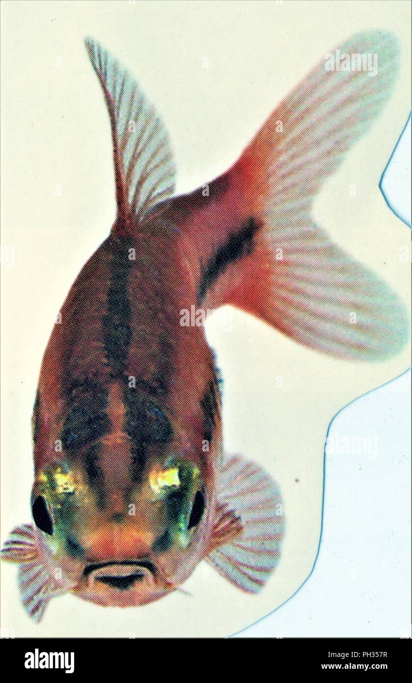 Poisson mer hi-res stock photography and images - Alamy