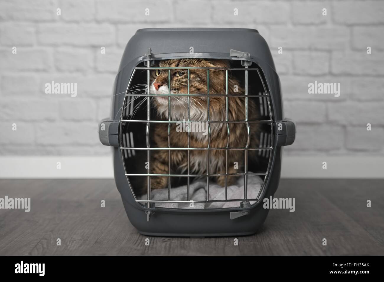 Maine coon cat inside a closed cat carrier box Stock Photo Alamy