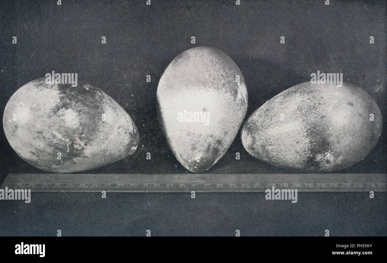 Emperor Penguin Egg Stock Photos & Emperor Penguin Egg Stock Images - Alamy