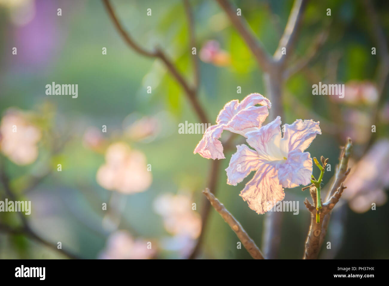 Close up pink trumpet (Tabebuia rosea) flowers on tree with branches and leaves. Tabebuia rosea is a Pink Flower tree that common named Pink trumpet t Stock Photo