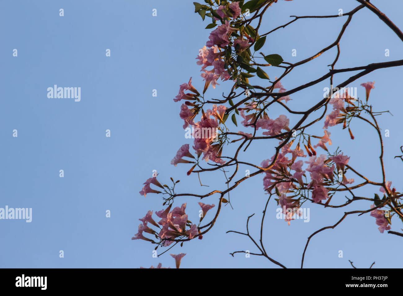 Close up pink trumpet (Tabebuia rosea) flowers on tree with branches ...
