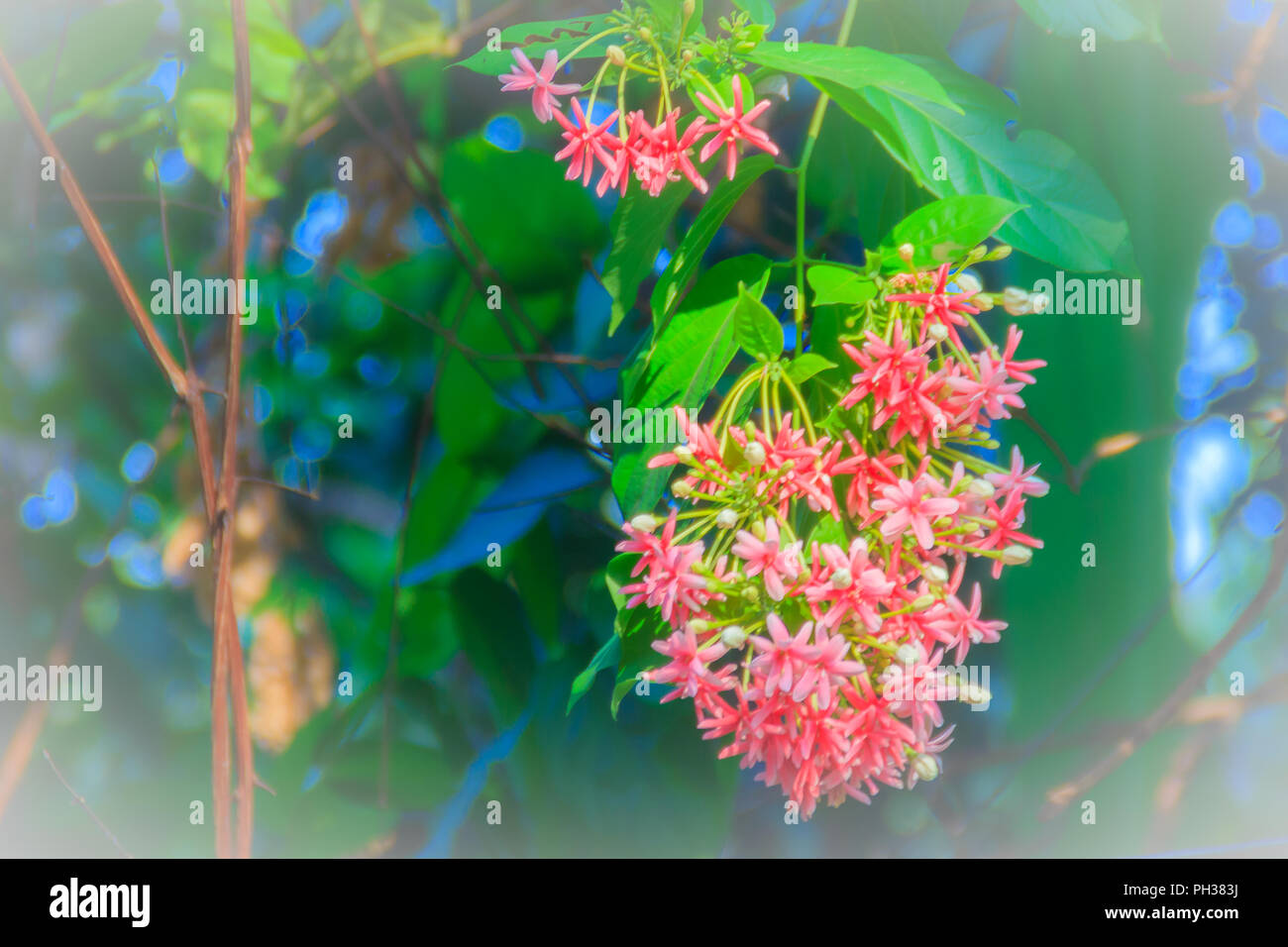 Beautiful pink and red flower that named as Quisqualis Indica flower plant , Chinese honeysuckle, Rangoon Creeper or Combretum indicum. Stock Photo
