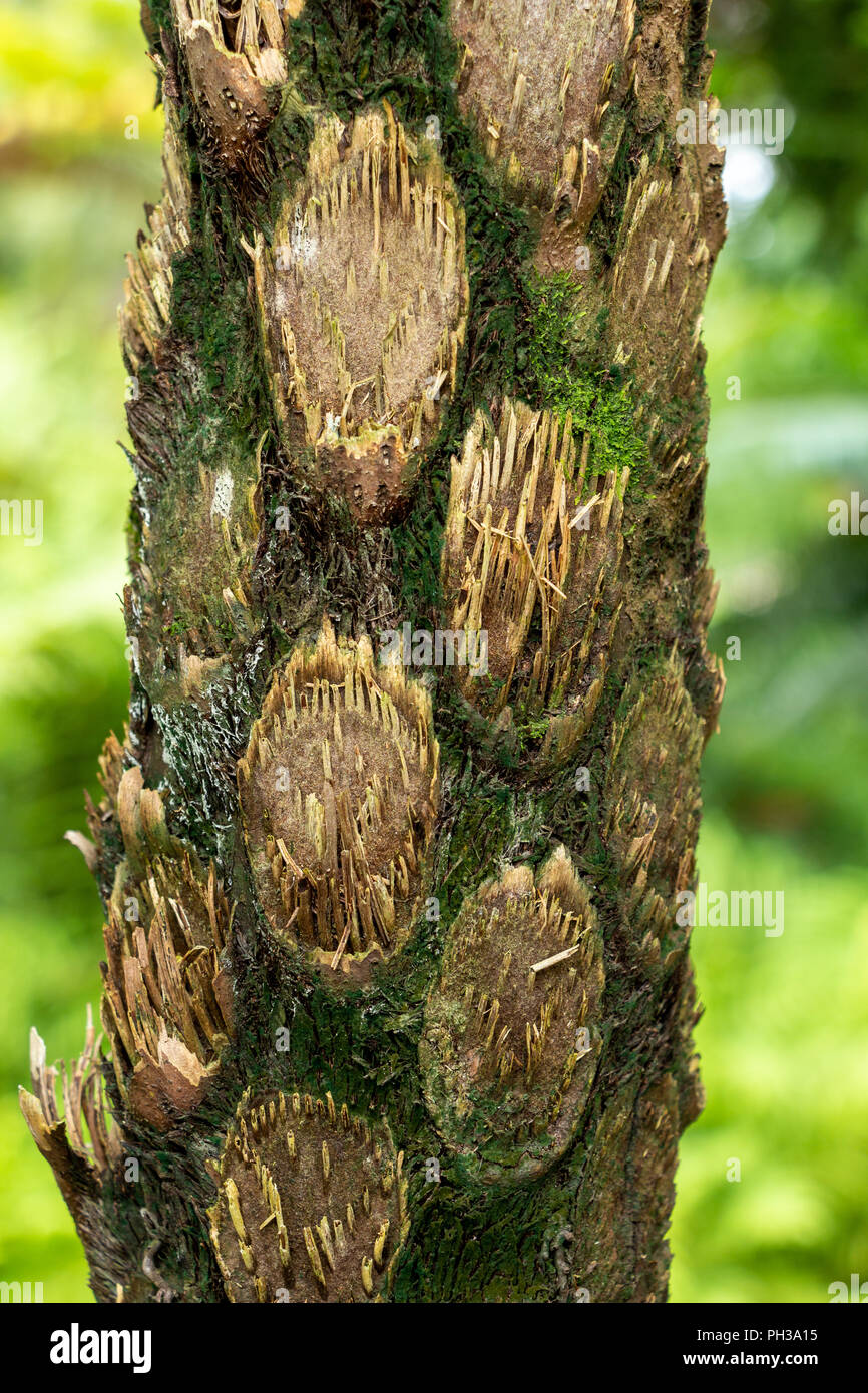 Australian tree fern (cyathea cooperi) trunk bark closeup - Davie, Florida, USA Stock Photo