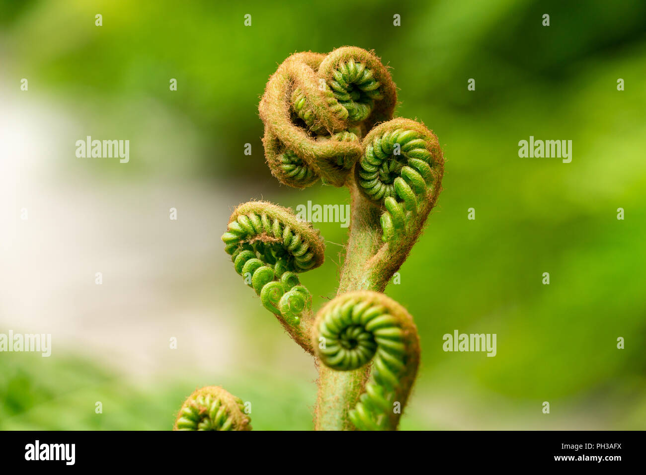 Giant Fern Angiopteris Evecta Curling New Fiddlehead Frond Closeup Davie Florida Usa Stock