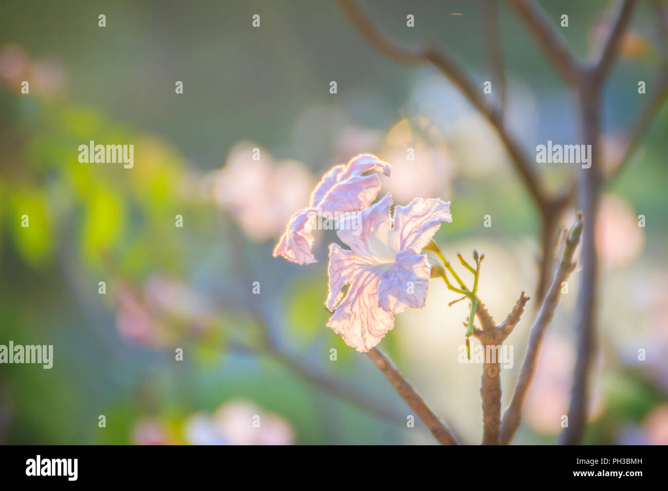 Close up pink trumpet (Tabebuia rosea) flowers on tree with branches ...