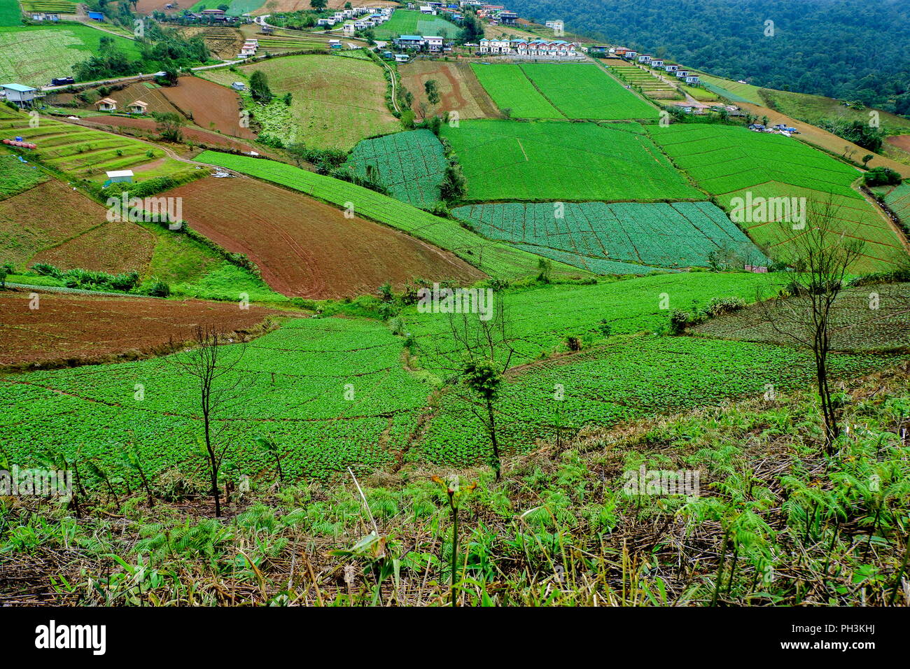 green cabbage farm on hill at Phutabberk Stock Photo Alamy