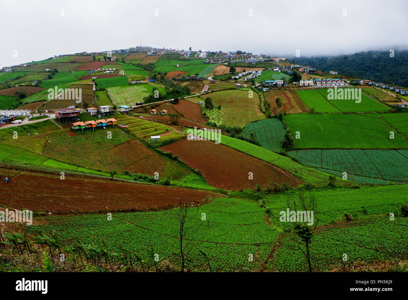 green cabbage farm on hill at Phutabberk Stock Photo Alamy