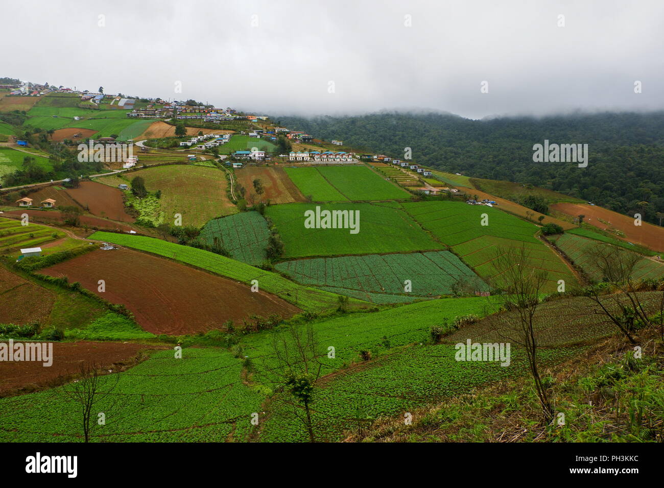 Cabbage hill hires stock photography and images Alamy