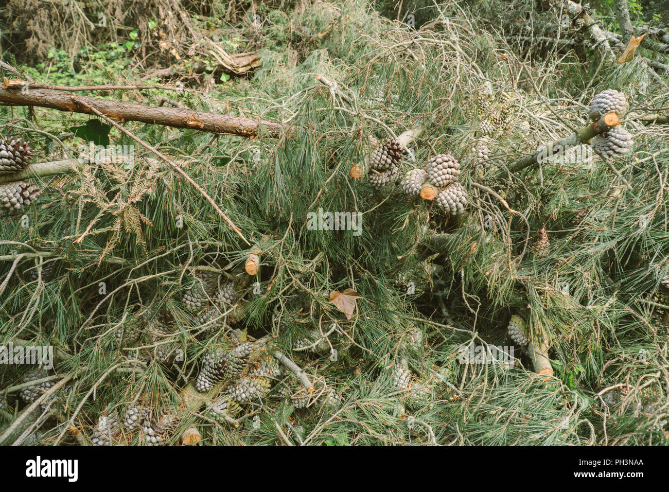 Trees and roots in the forest tree paths Stock Photo - Alamy