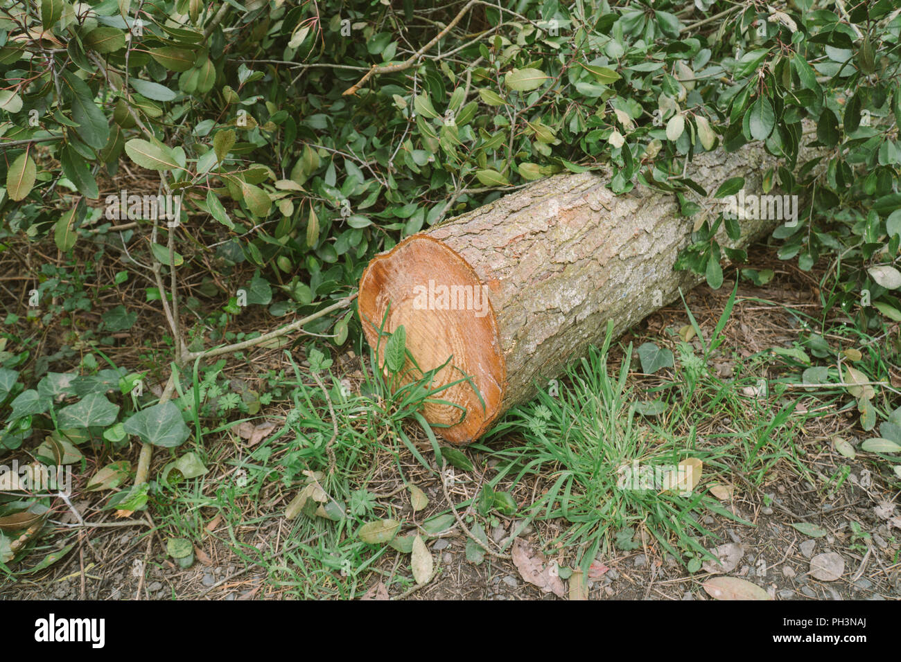 Trees and roots in the forest tree paths Stock Photo - Alamy