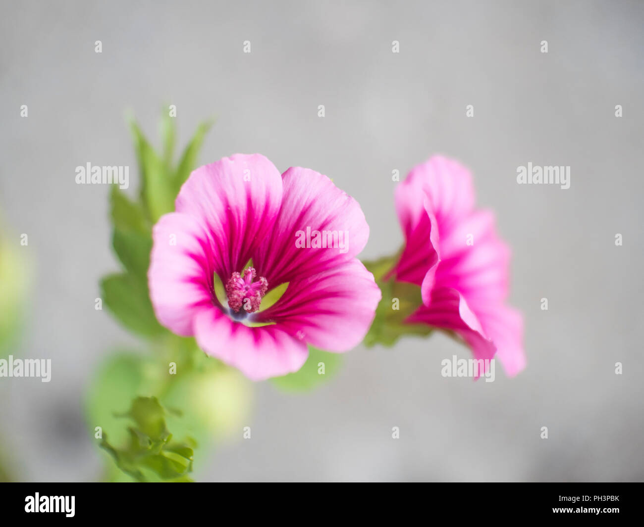 Pink flowers and bokeh Stock Photo - Alamy