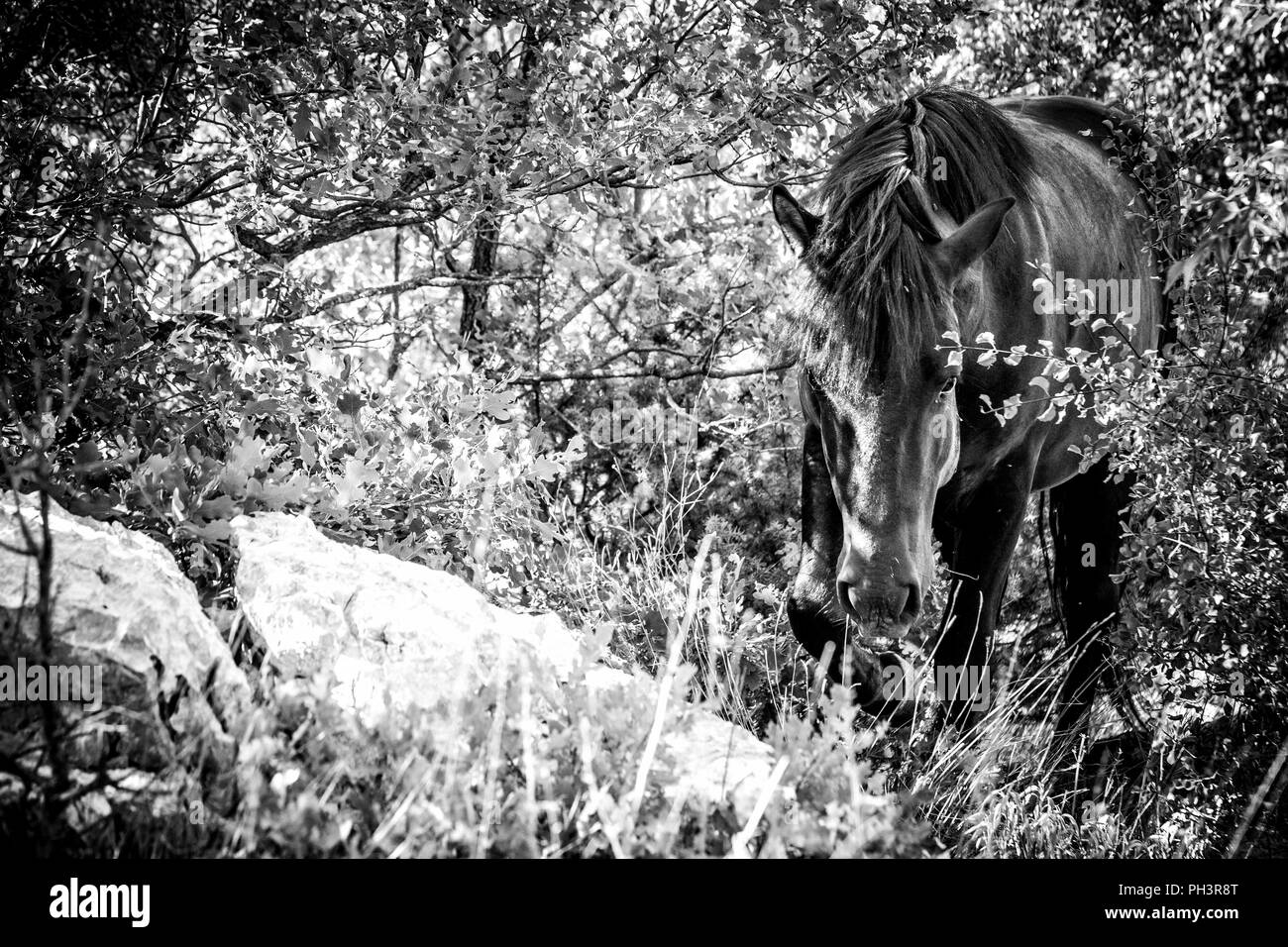 Wild horse in a forest (Black and white) Stock Photo