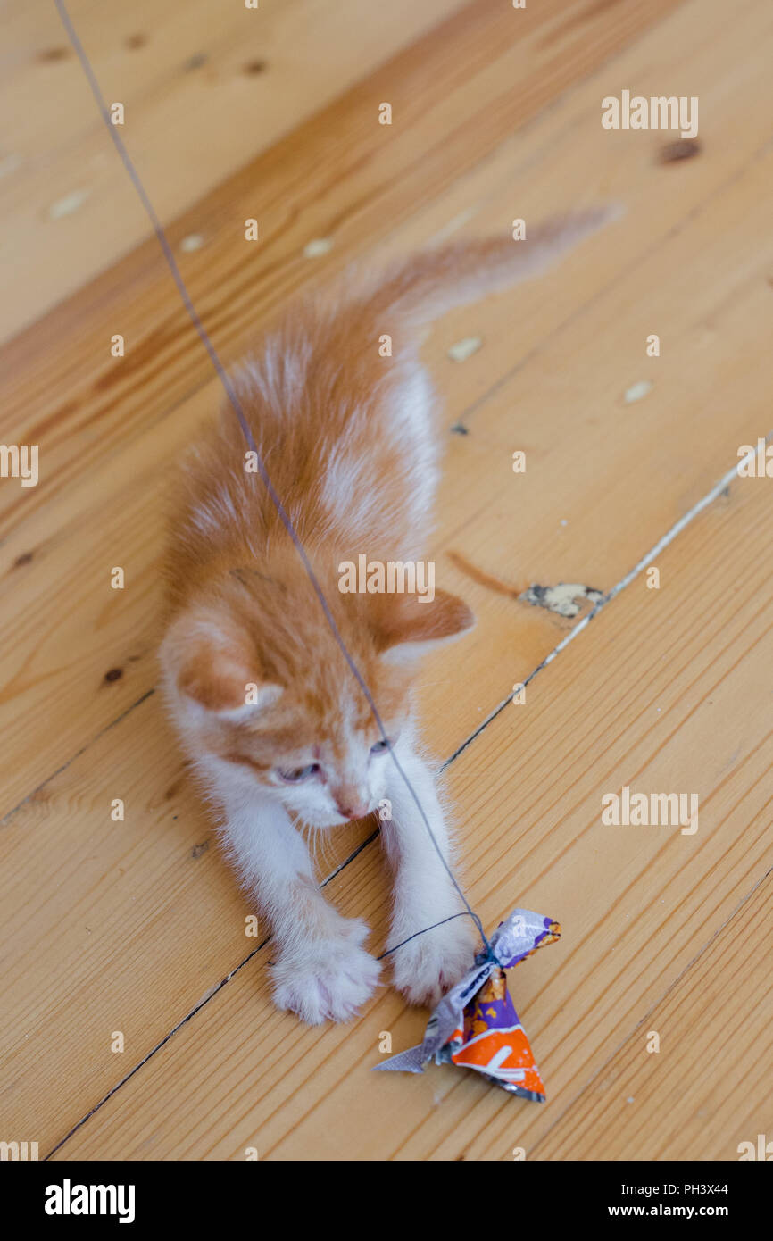Funny ginger kitten trying to catch the toy Stock Photo Alamy