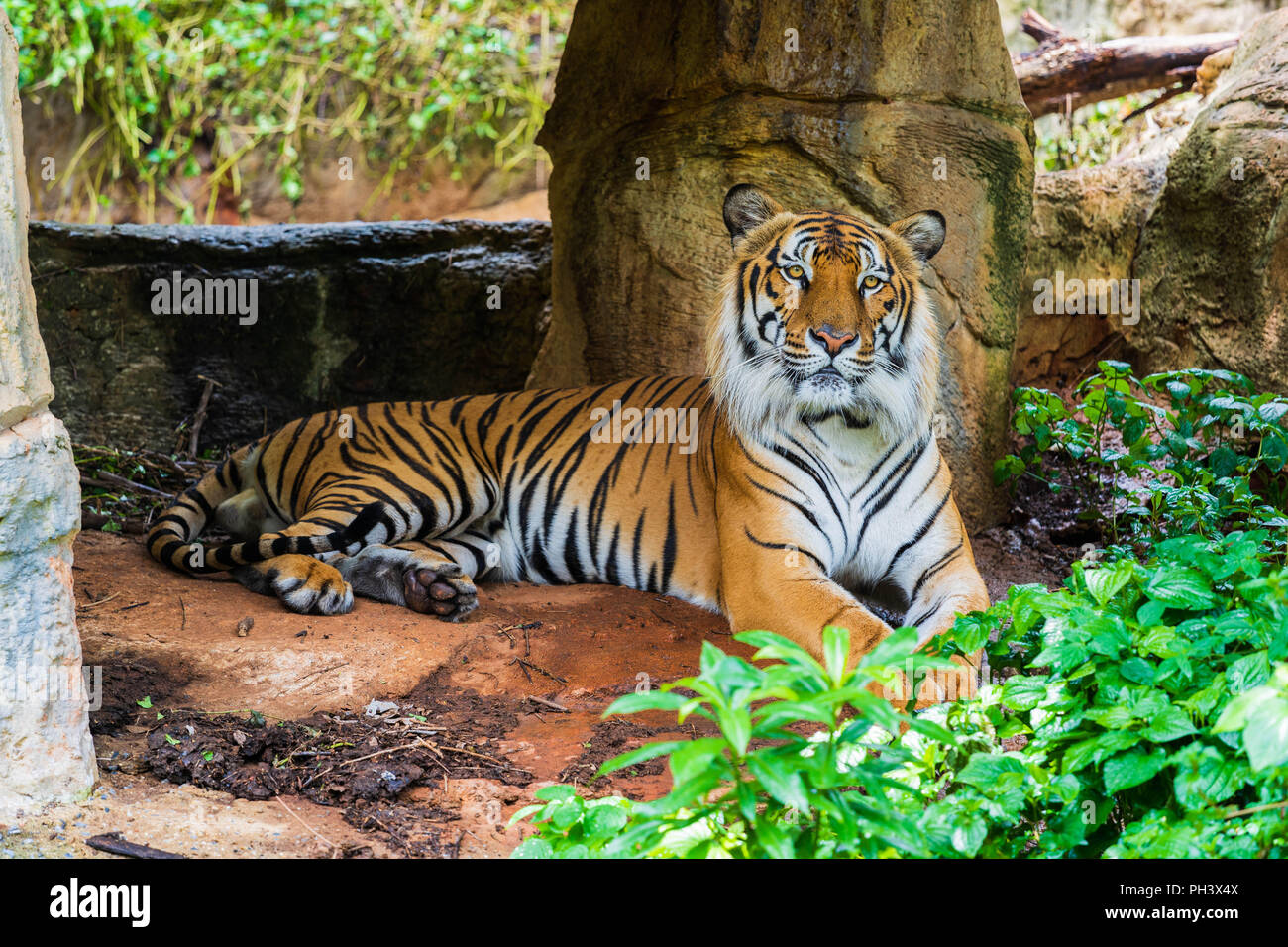 The Bengal tiger resting in the forrest Stock Photo - Alamy