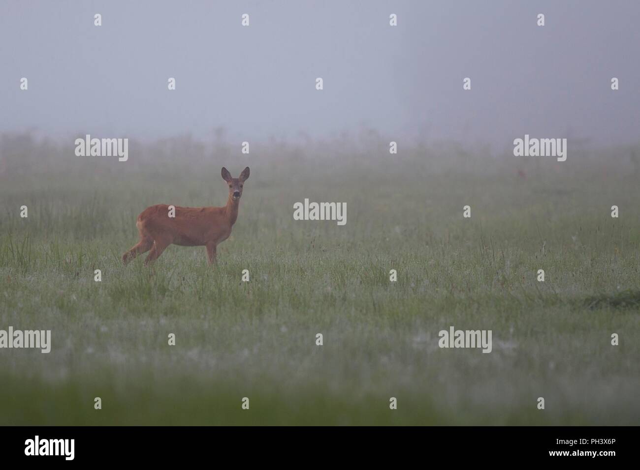 Roe deer in the morning mist Stock Photo
