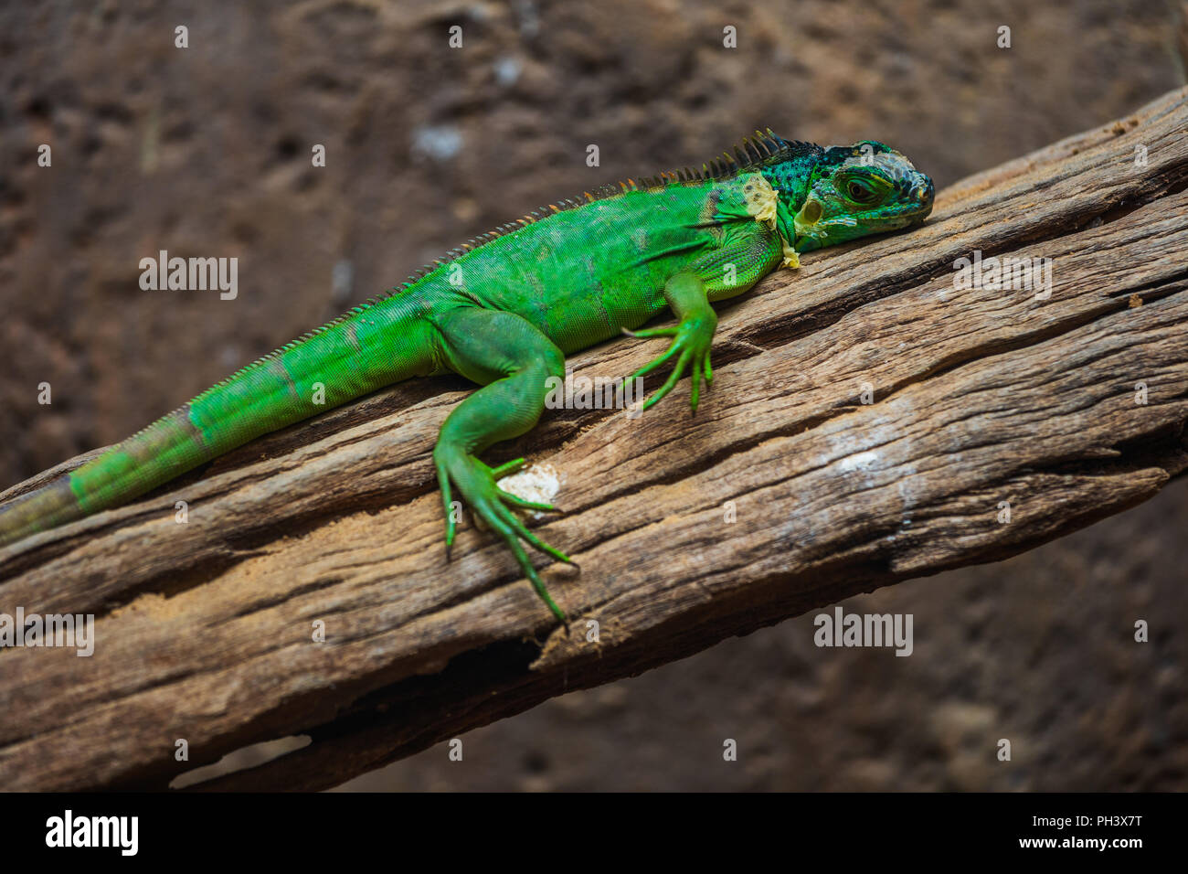 Lesser Antillean Green Iguana (Iguana delicatissima) on wood Stock Photo