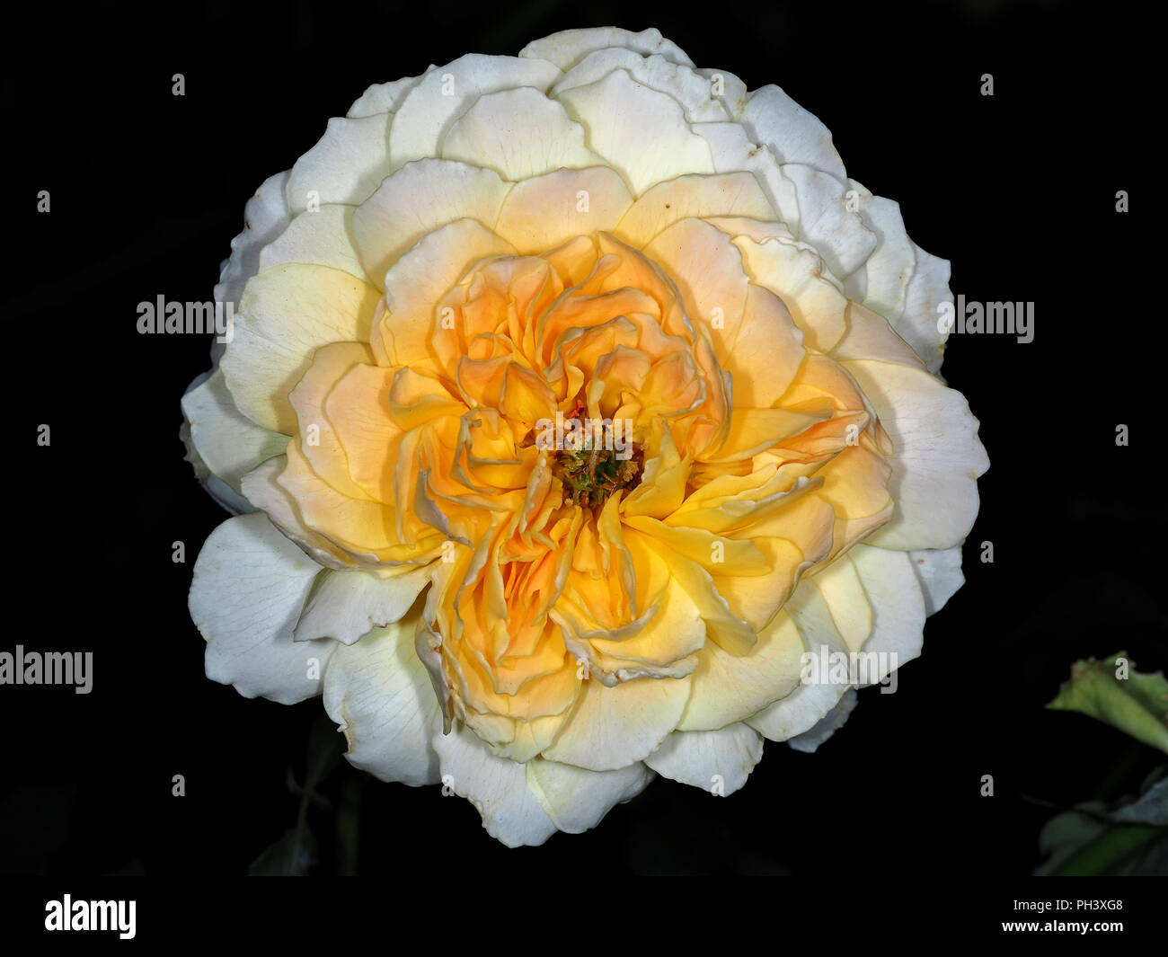 Molineux rose flower close-up Stock Photo