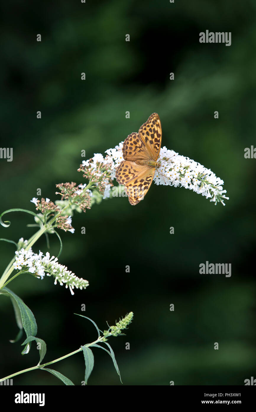 Marbled Fritillary butterfly (Brenthis daphne) on Buddleia flowers.in St Martial, Varen, Tarn et Garonne, Occitanie, France in summertime (August) Stock Photo