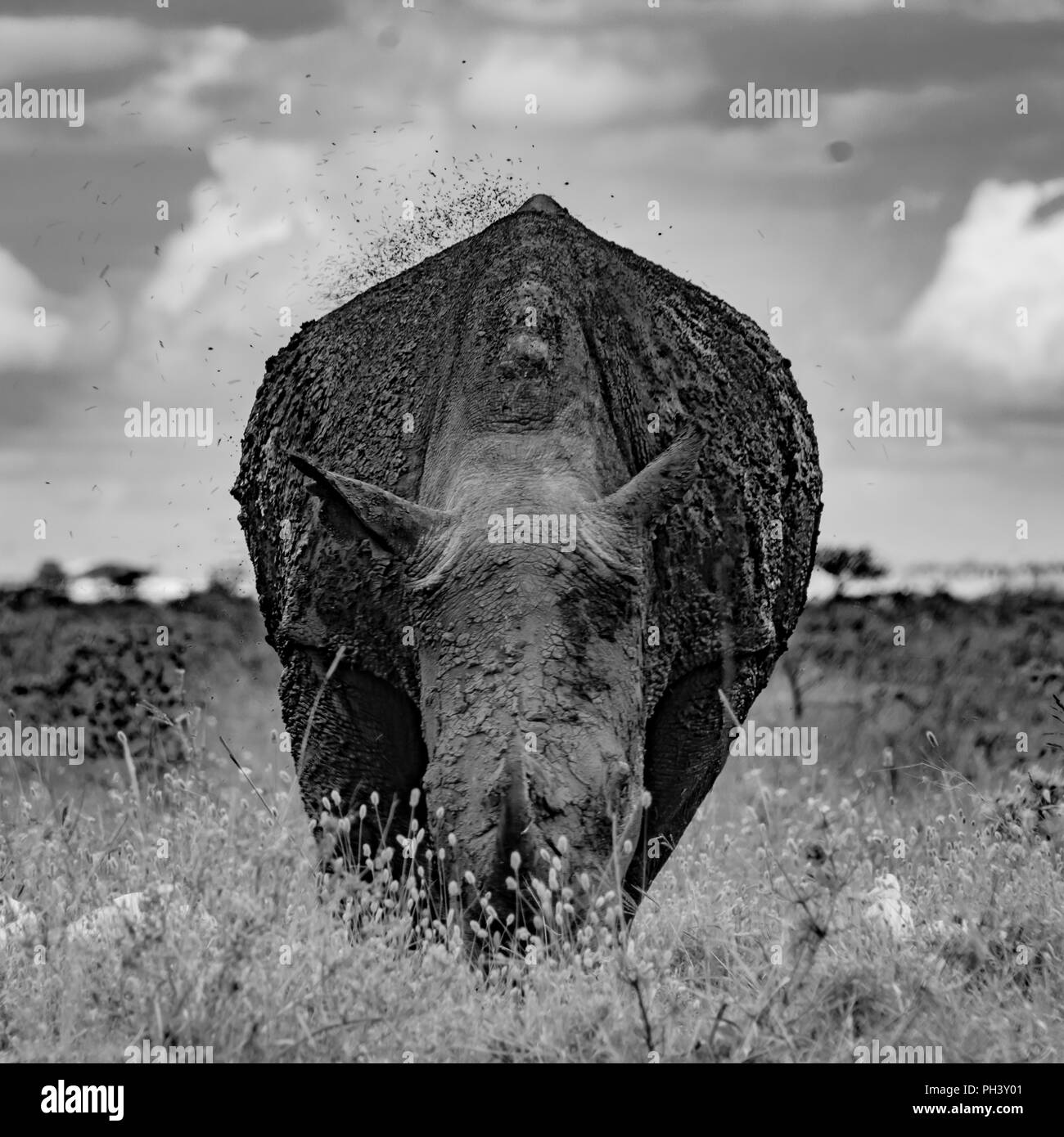 Rhino in a Mud Stock Photo