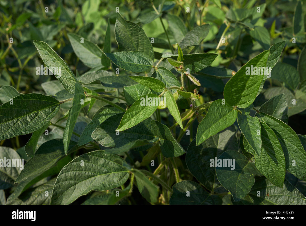 Soybean flower hi-res stock photography and images - Alamy