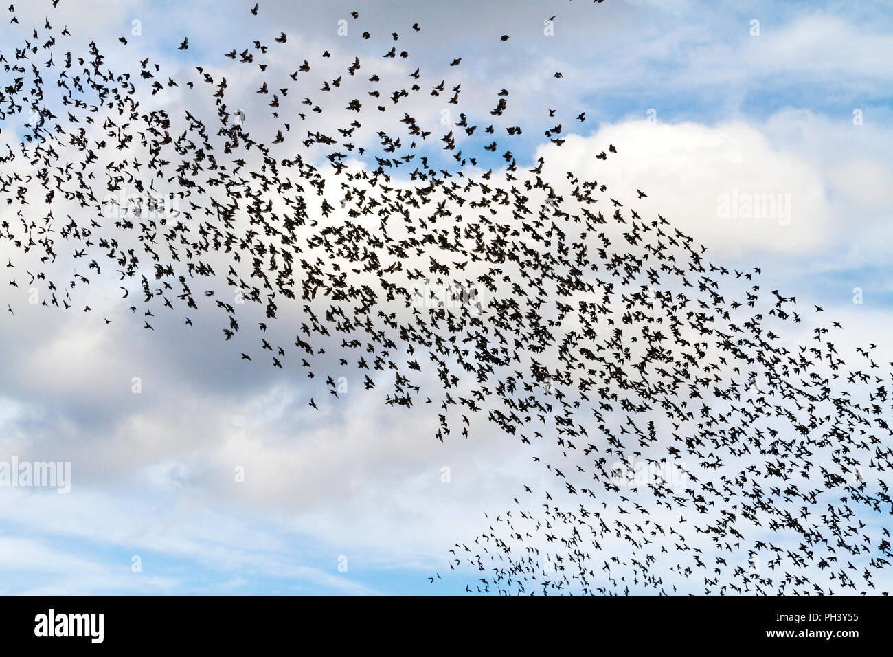 tornado from the birds in flight on a beautiful sky Stock Photo Alamy