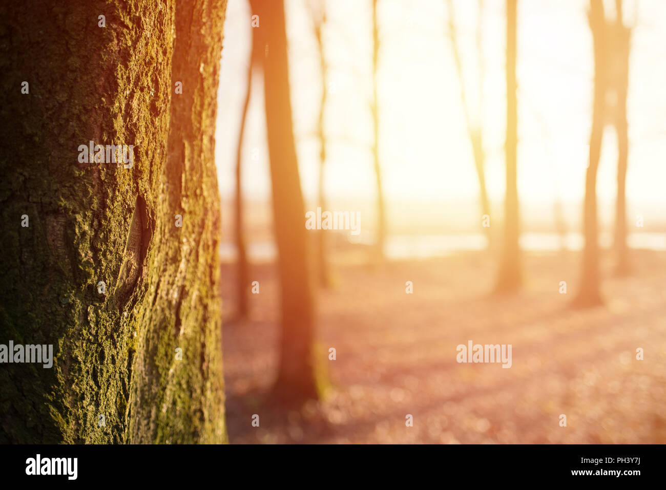 Magic autumn forest background with sunlight, copy space Stock Photo