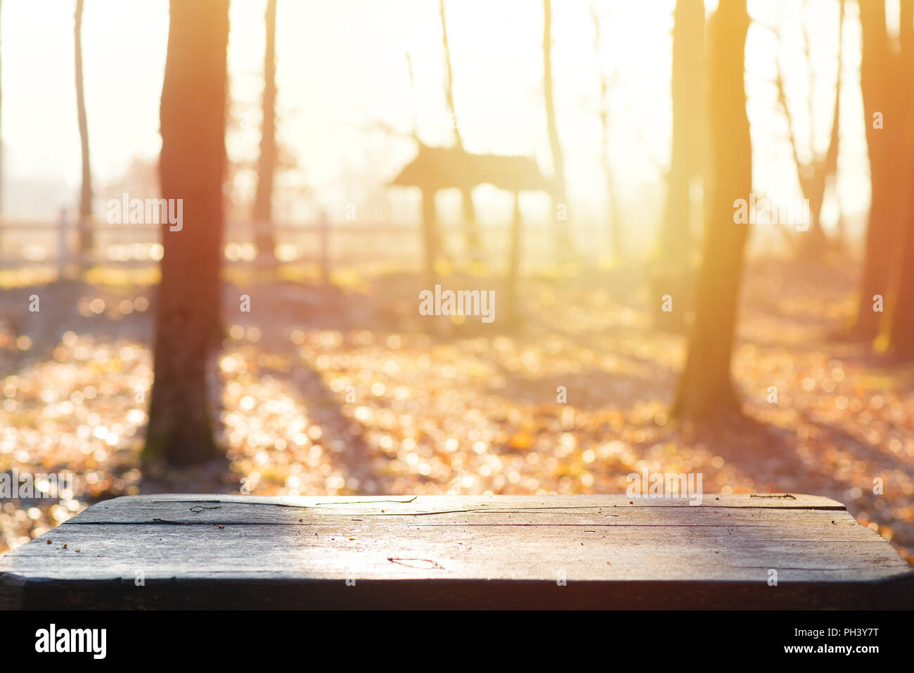 Forest in autumn, magic and beautiful autumn background, oak table in the foreground, copyspace Stock Photo
