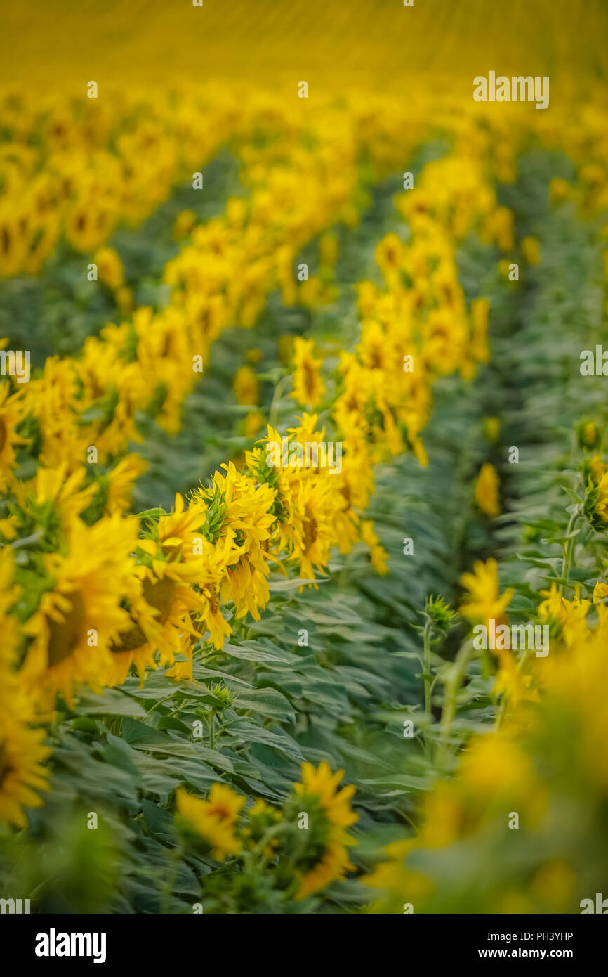 Sunflower field at sunset close up isolated Stock Photo - Alamy