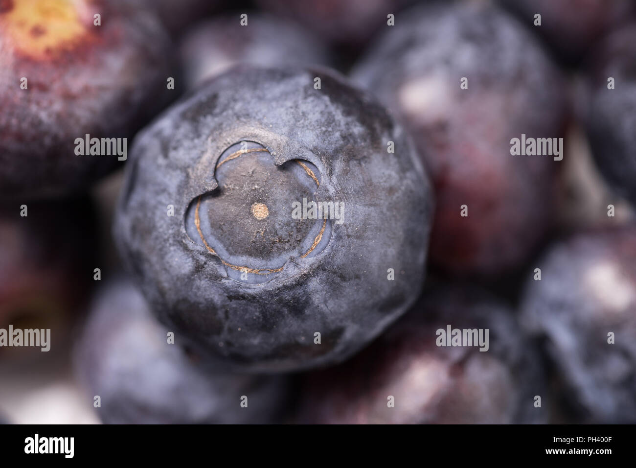 Delicious organic ripe blueberry, close up and background Stock Photo