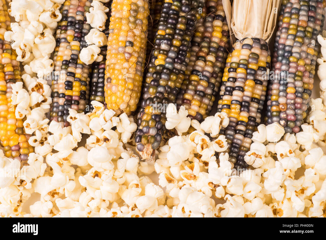 bunch of organic dried multicolored corn on the cob ready to pop popcorn or make grit with already popped popcorn Stock Photo