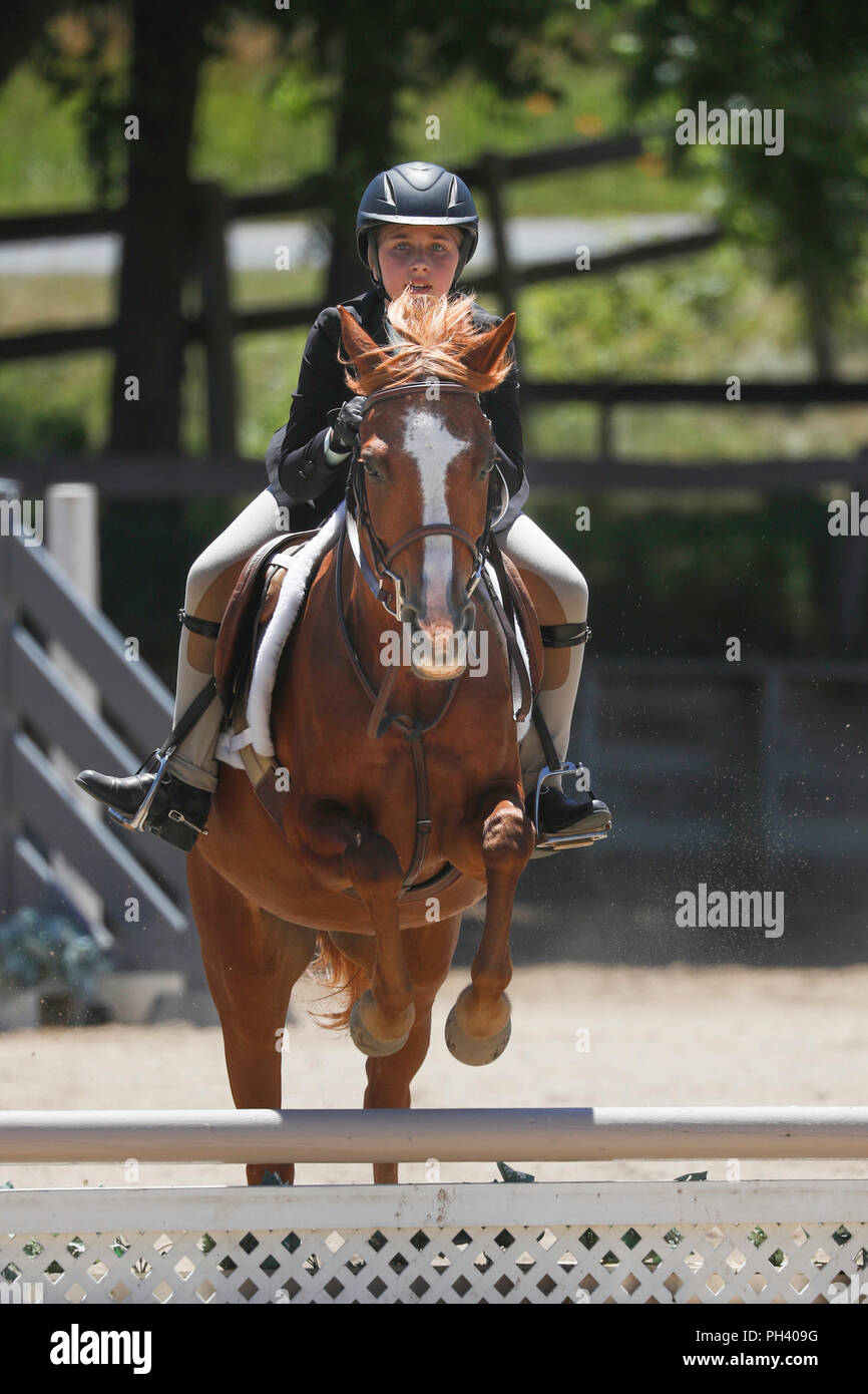 A horse and rider jumping a fence at a horse show Stock Photo - Alamy