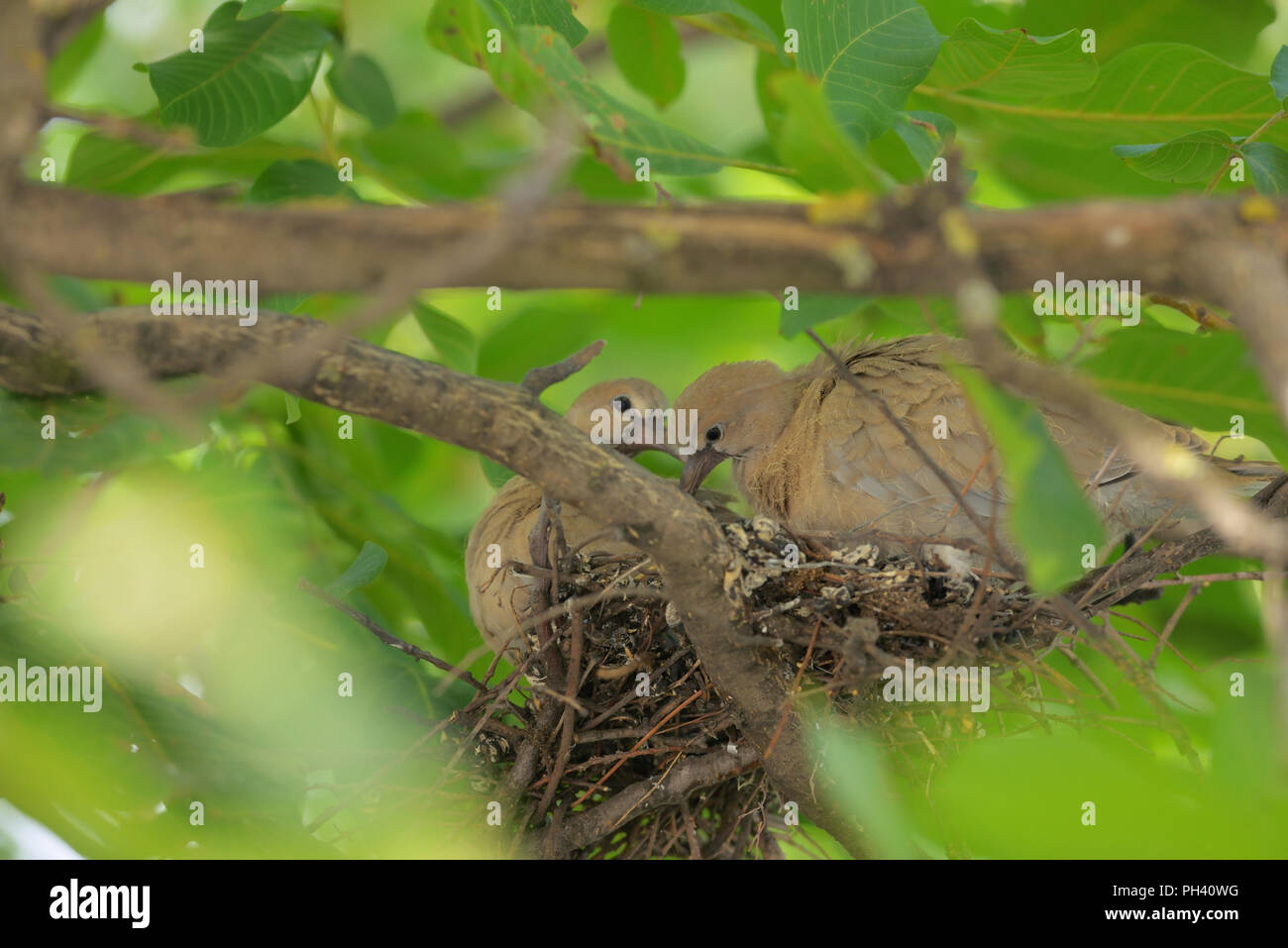 Young dove Streptopelia decaocto in nest Stock Photo