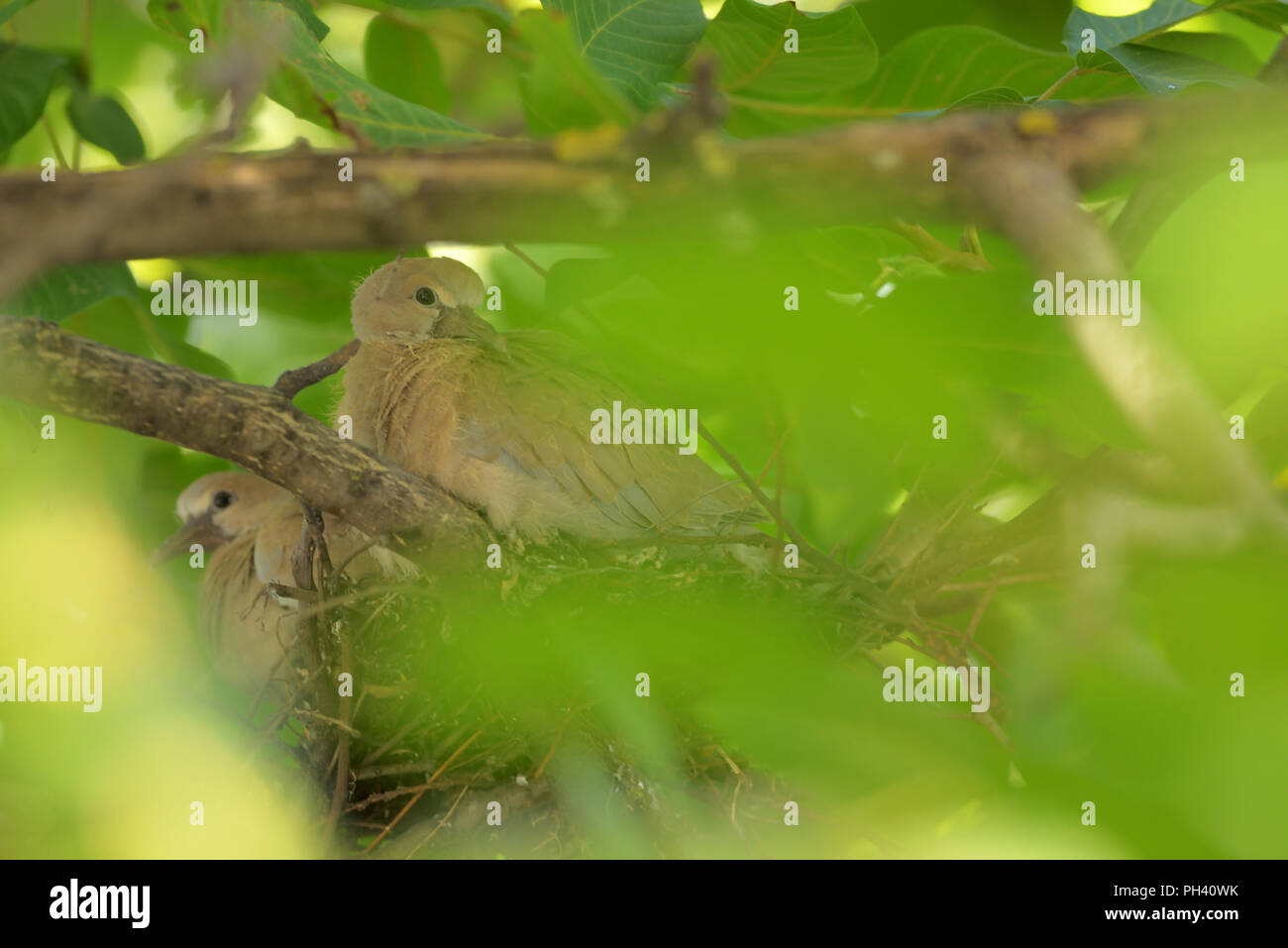 Young dove Streptopelia decaocto in nest Stock Photo