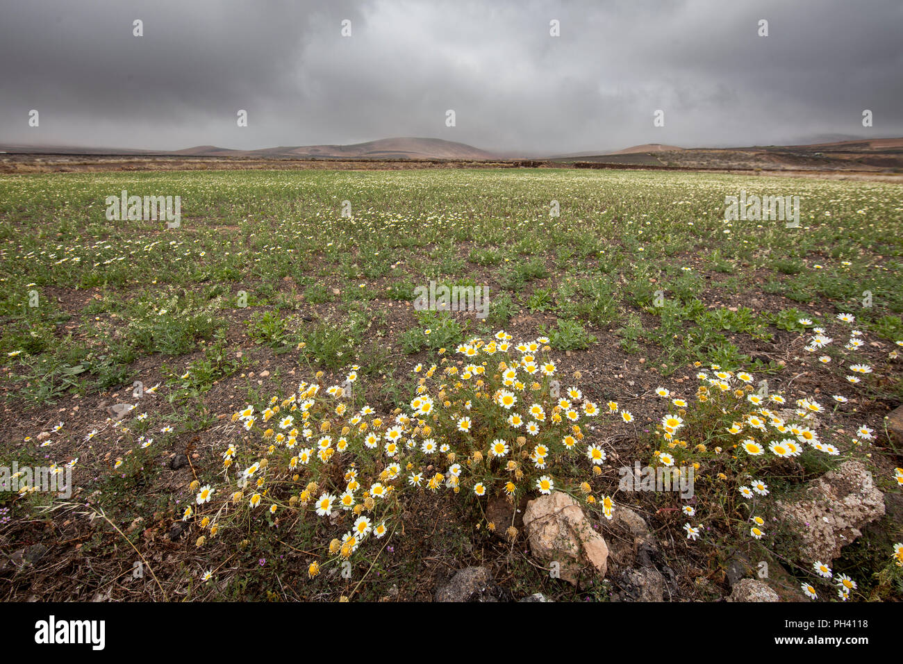 Wild daisy flowers at edge of field, El Mojon, Lanzarote, Canary Islands, Spain Stock Photo
