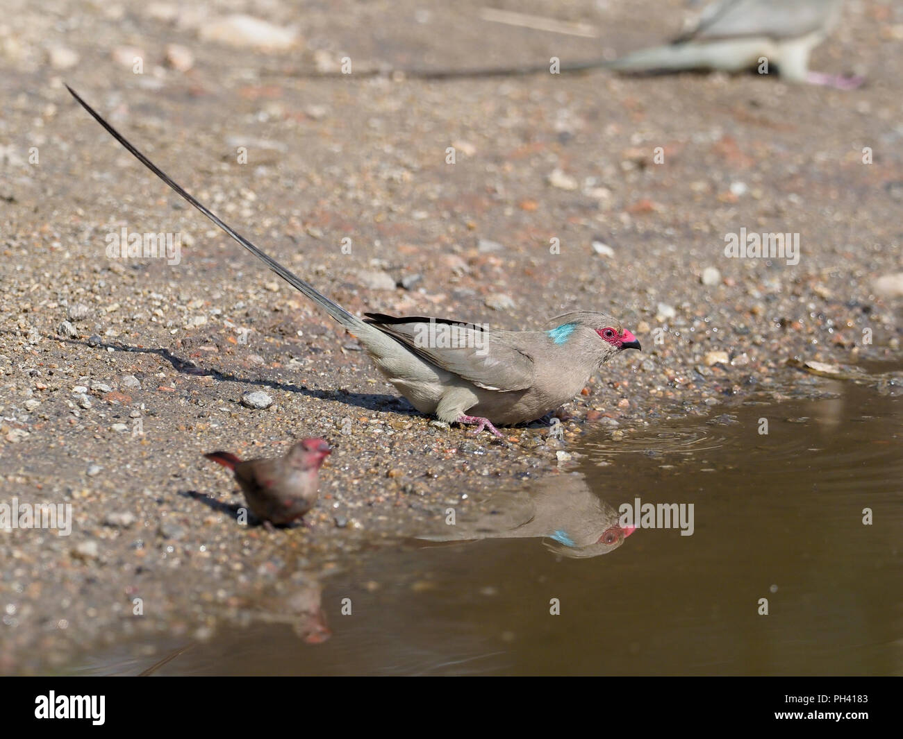 Blue-naped mousebird, Urocolius macrourus, Single bird at water, Uganda, August 2018 Stock Photo