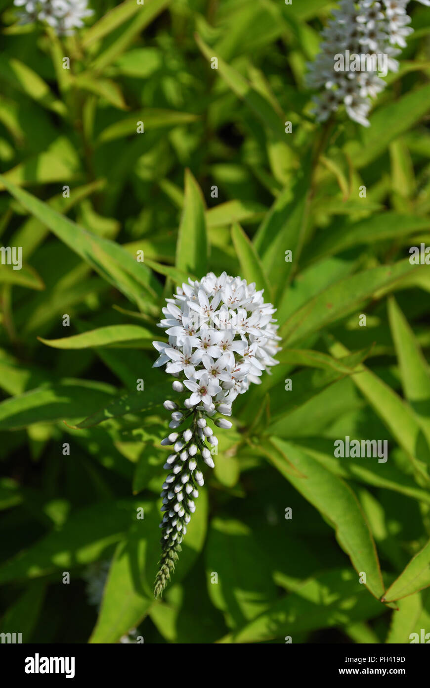 Flowering white veronica plant in a garden Stock Photo Alamy