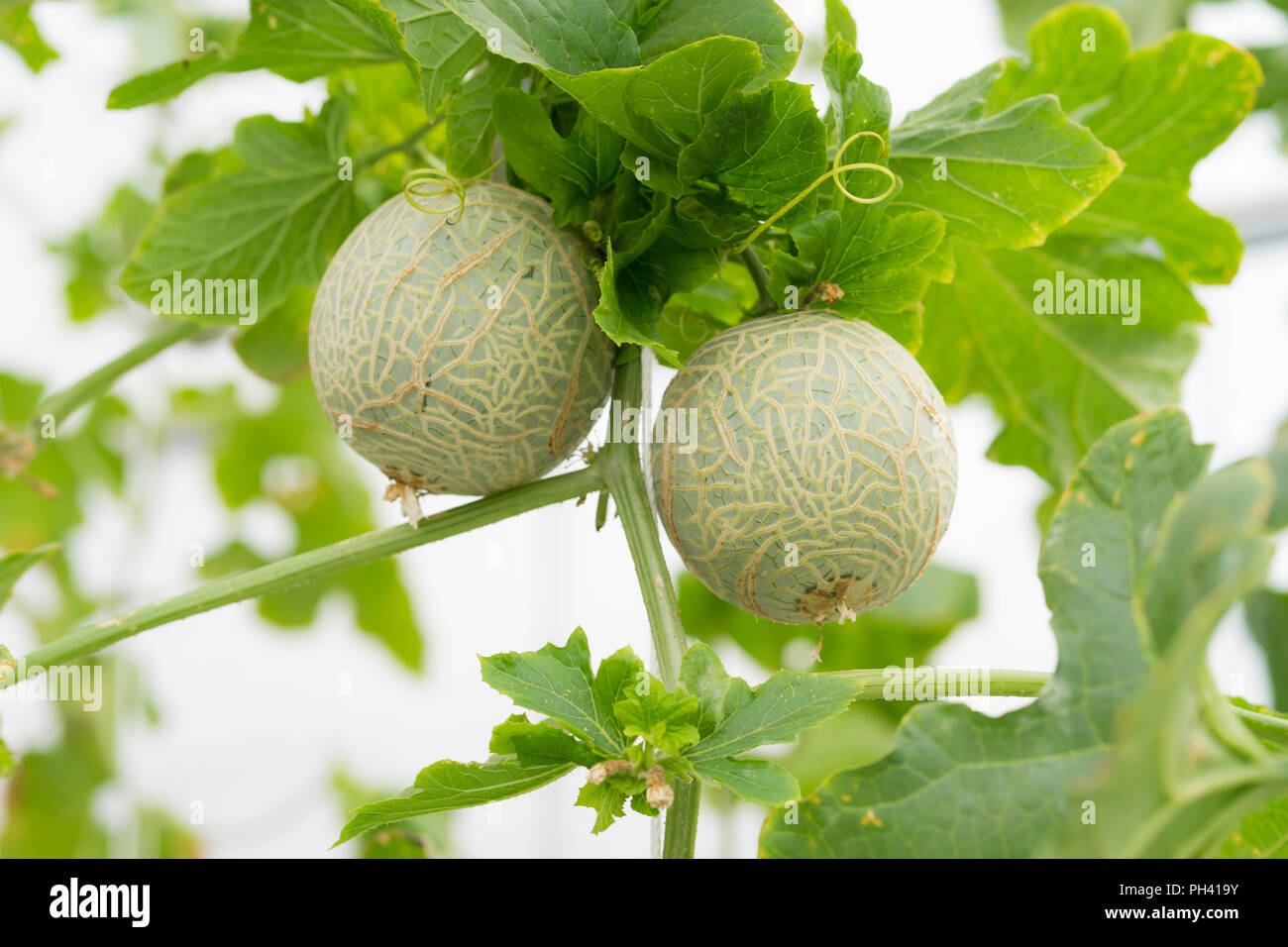 Melon growing in greenhouse hires stock photography and images Alamy