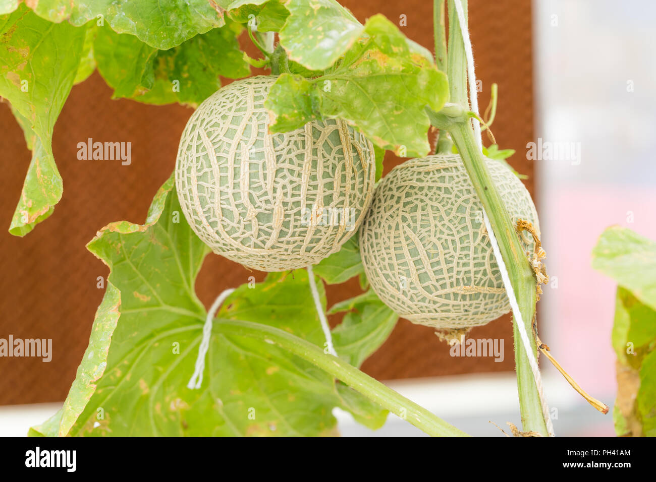 fresh melons or green melons or cantaloupe melons plants growing in
