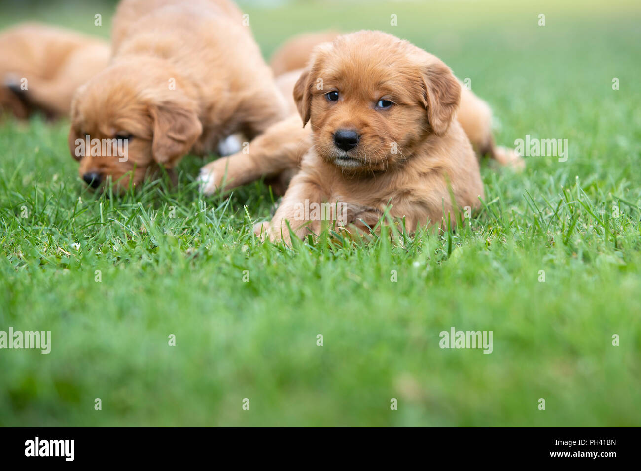 Two golden retriever puppies in the grass. Stock Photo